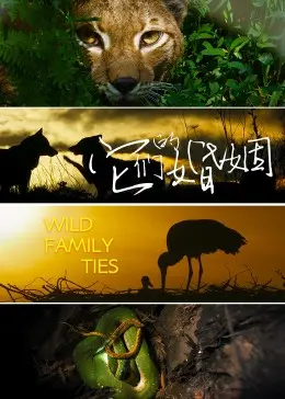 《它们的婚姻》：探讨现代婚姻的“变形记”，母爱能否成为“救赎”？